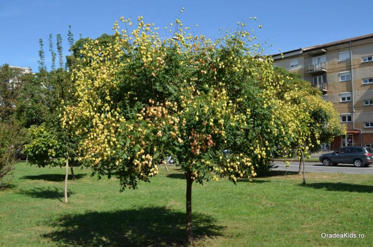 parcul olosig copac 768x509