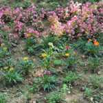 parcul 22 decembrie flori 1 150x150