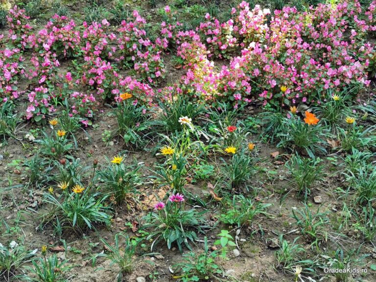 parcul 22 decembrie flori 1 768x576