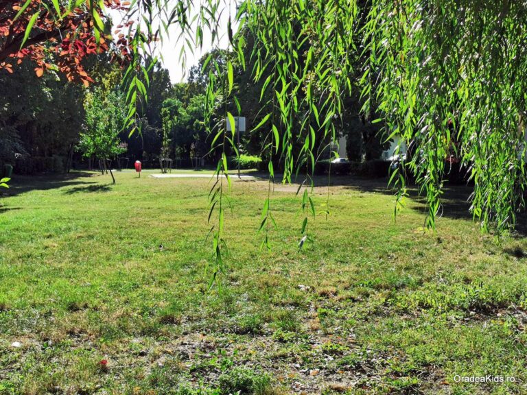 parcul 22 decembrie salcie 1 768x576