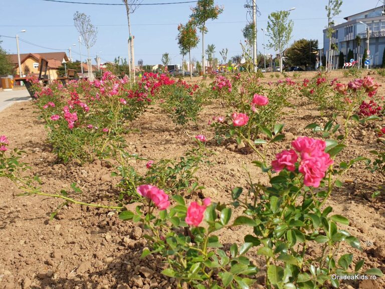 parcul barcaului flori 768x576