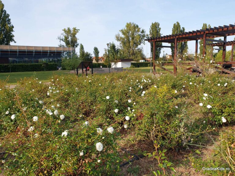 parcul salca flori 768x576