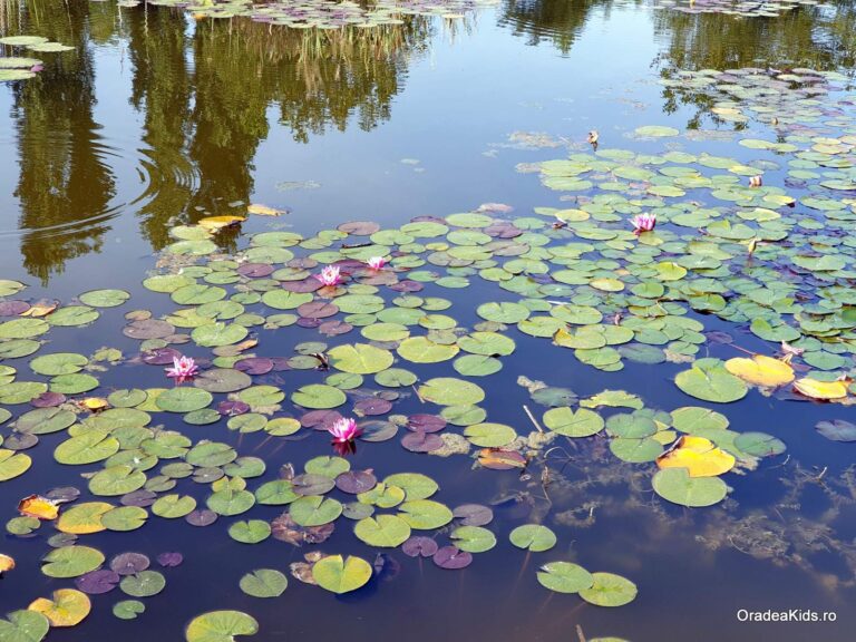 parcul salca nuferi 768x576